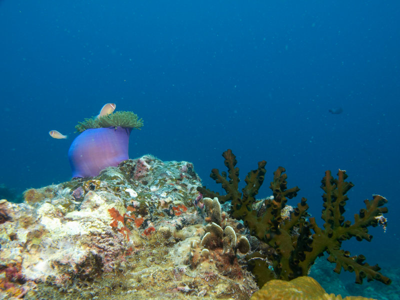 Anemone Fish